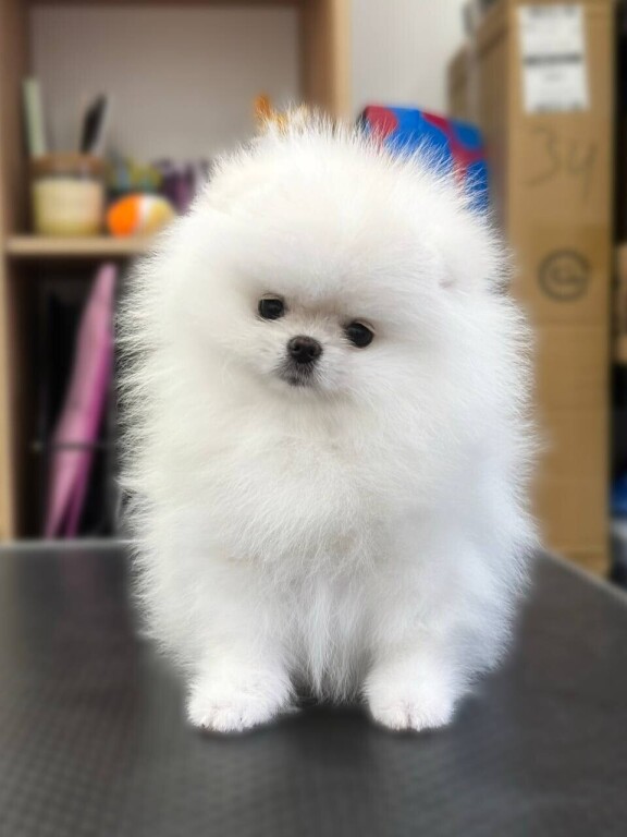 chiot-pomeranie-blanche-1-femelle-big-0