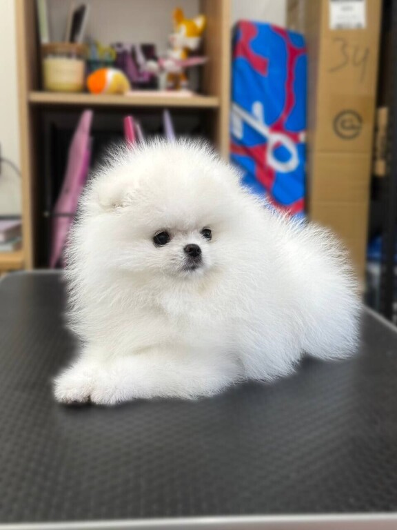 chiot-pomeranie-blanche-1-femelle-big-1
