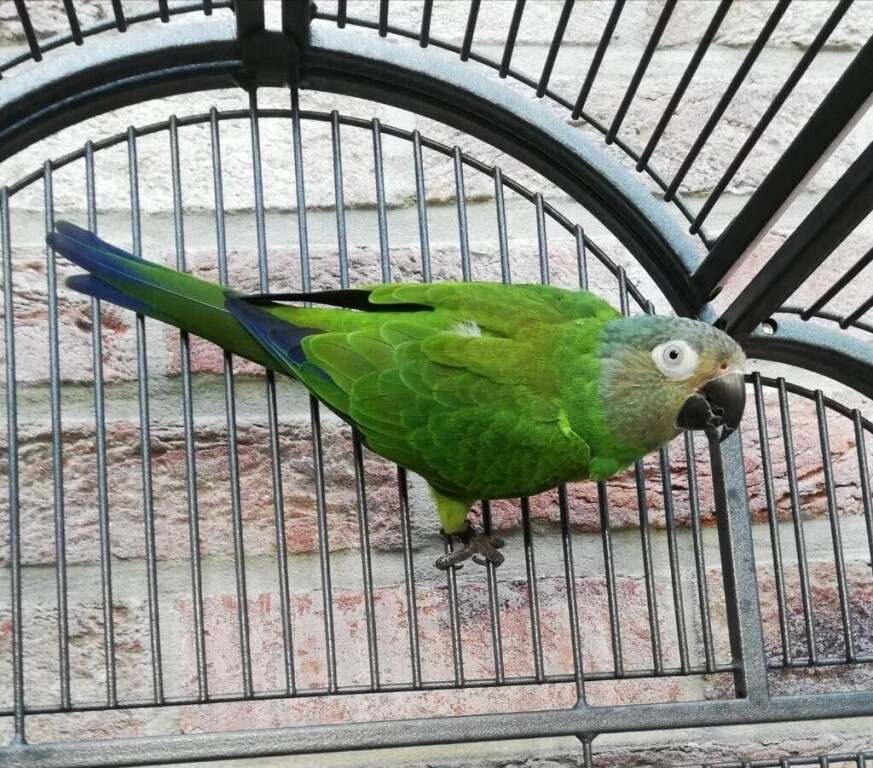 femelle-conure-de-weddell-reproductrice-big-1