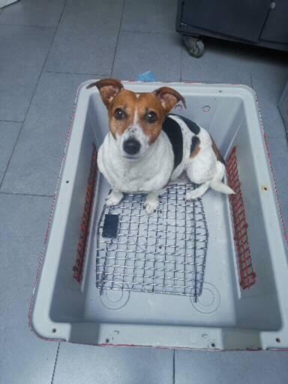cage-de-transport-pour-chien-big-1