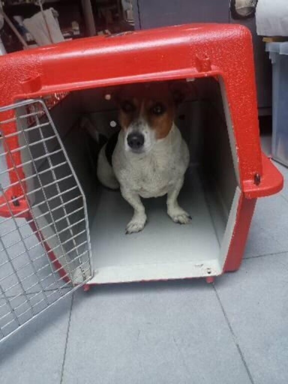 cage-de-transport-pour-chien-big-2